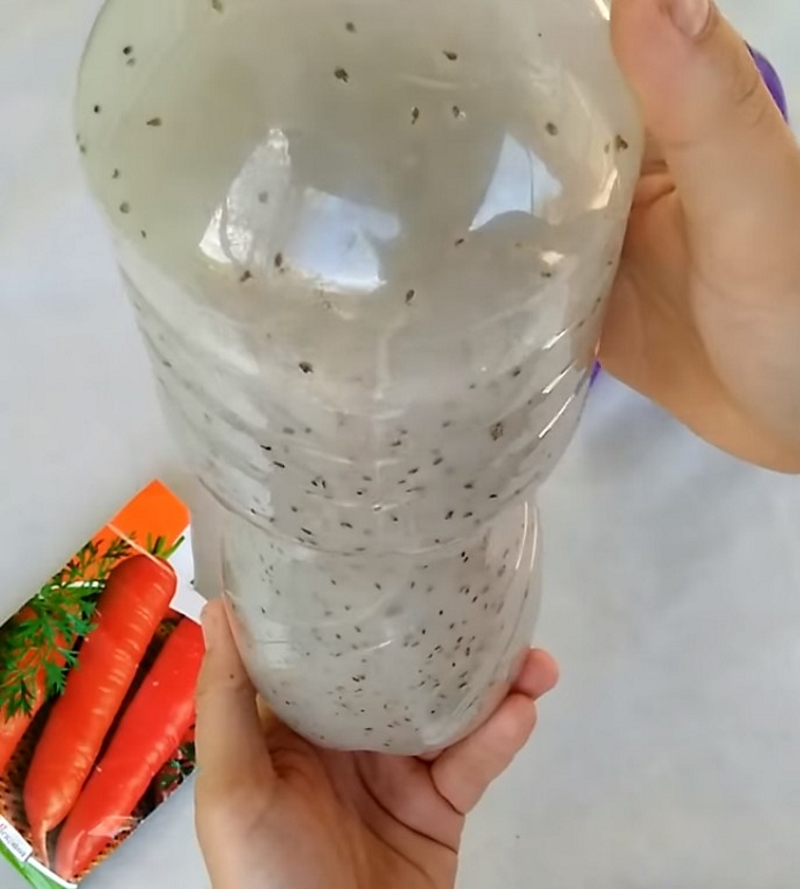 Хитрая посадка моркови: семена, бутылка — и корнеплоды даже прореживать не нужно. Минимум возни, отличный урожай