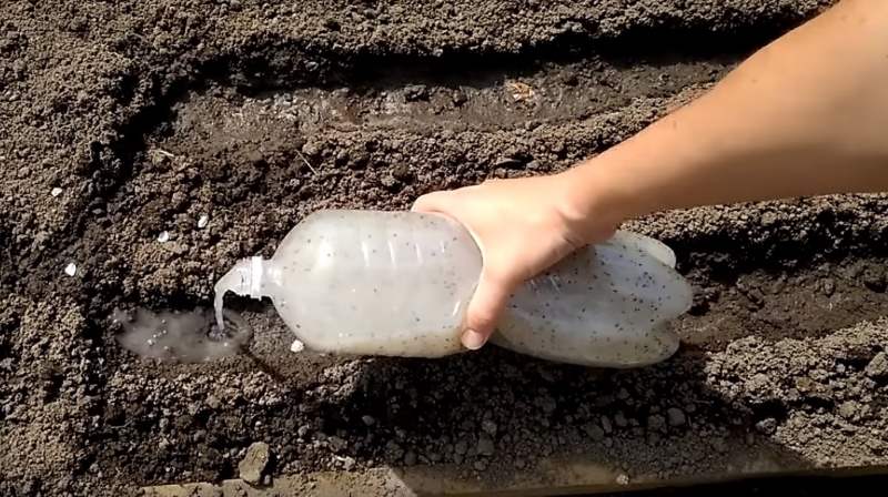Успешная посадка моркови с помощью бутылки