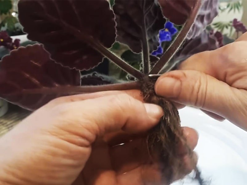 Обновление старой фиалки и как вернуть ей пышное цветение