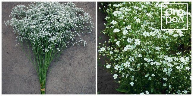 30 ярких цветов, которые можно сеять в открытый грунт в мае